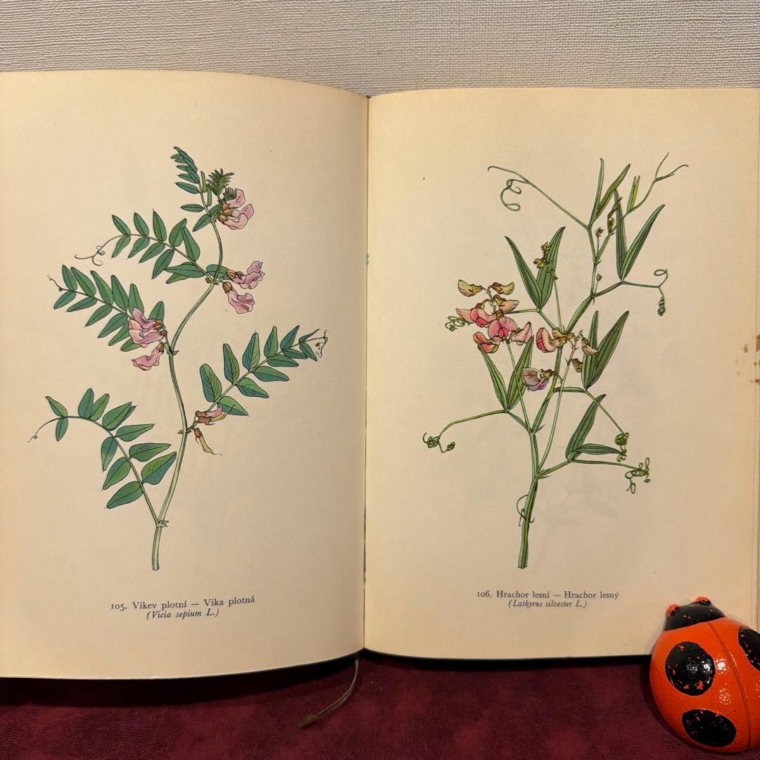 ❤️アイズピリ ❤️訳ありセール46B①1960年チェコ植物画集　洋書