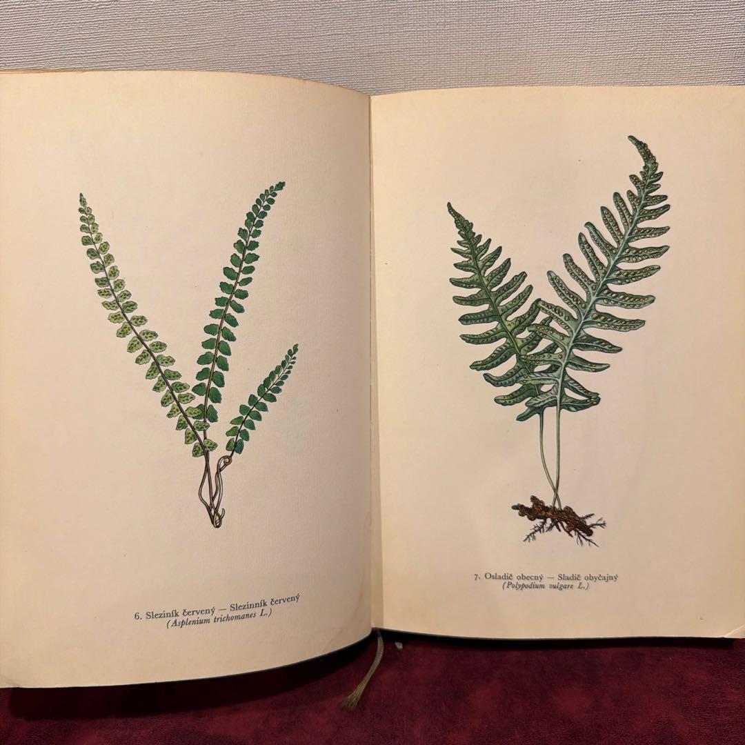❤️アイズピリ ❤️訳ありセール46B①1960年チェコ植物画集　洋書