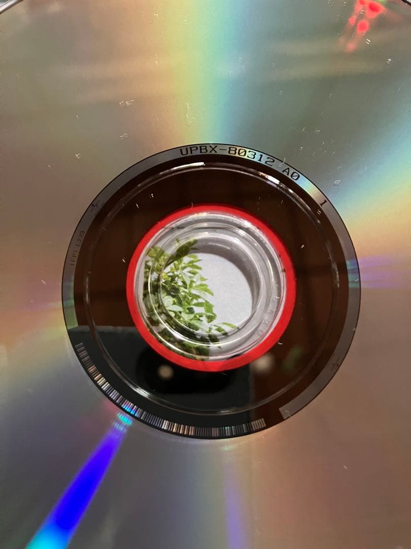 正規品 Mrs. GREEN APPLE どこかで日は昇る 初回限定盤 ミセス