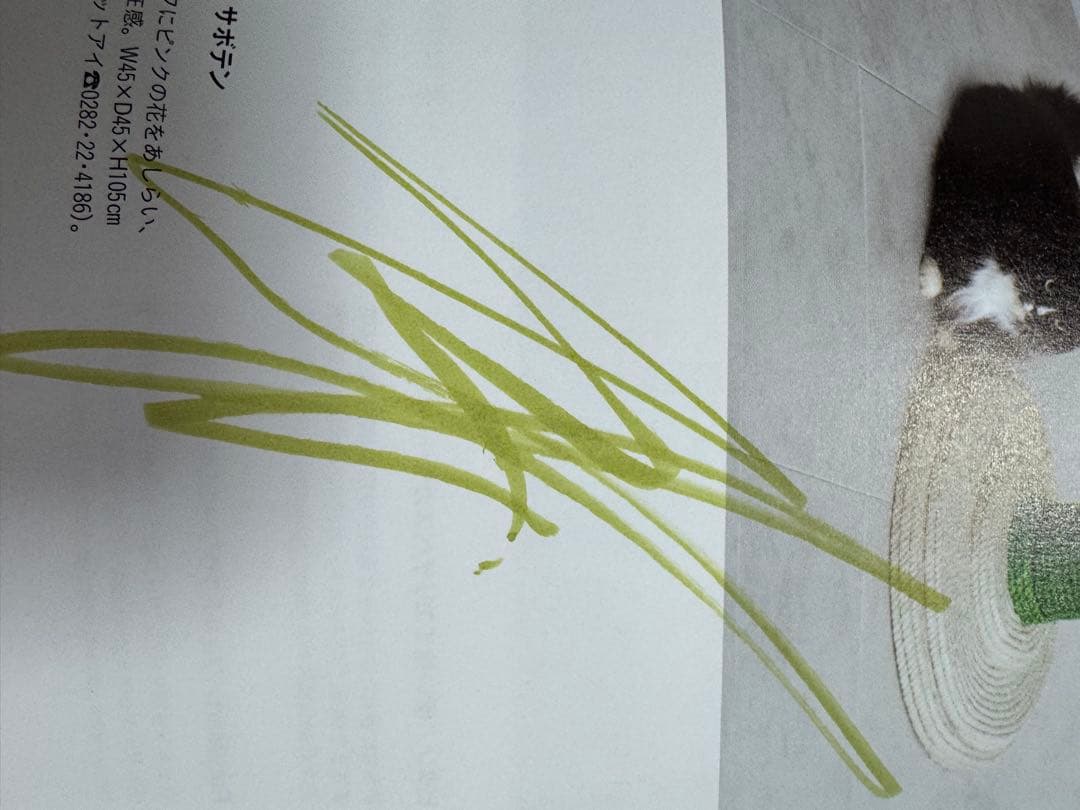 猫本確認