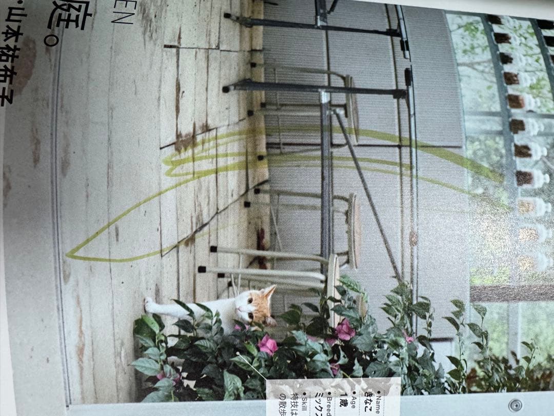 猫本確認