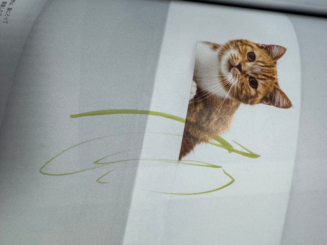 猫本確認