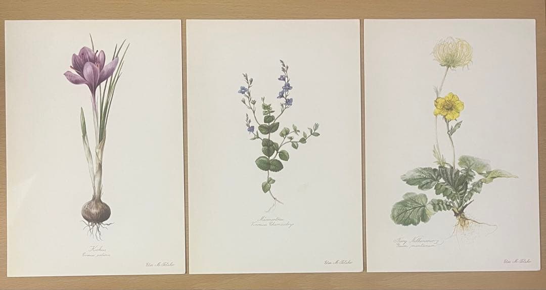 No.437ドイツ ヴィンテージ 紙もの ボタニカルアート 植物図鑑 水彩画