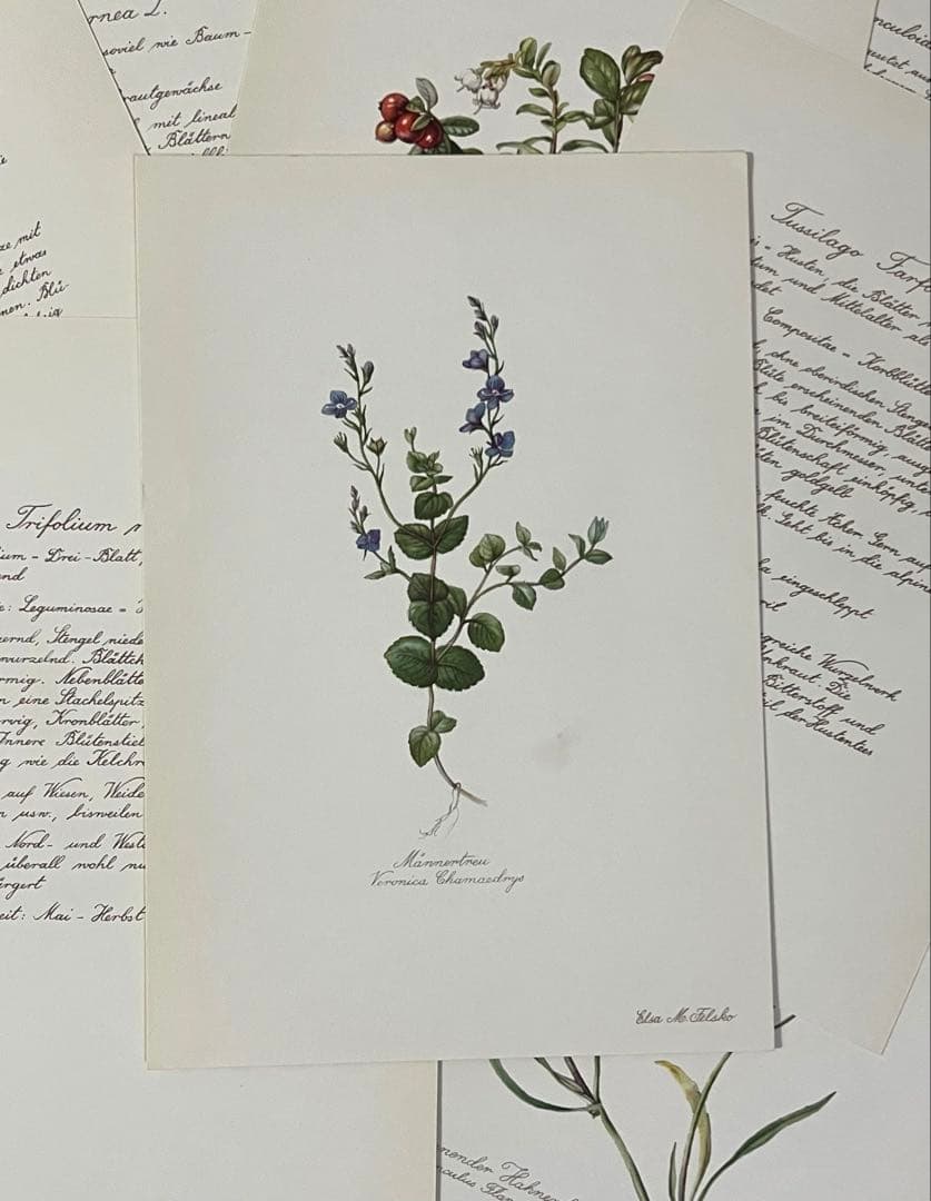 No.437ドイツ ヴィンテージ 紙もの ボタニカルアート 植物図鑑 水彩画