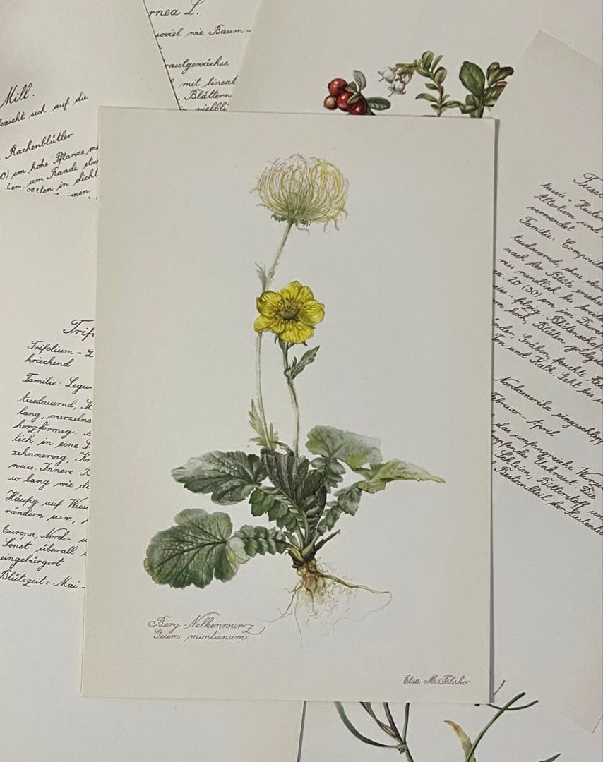 No.437ドイツ ヴィンテージ 紙もの ボタニカルアート 植物図鑑 水彩画
