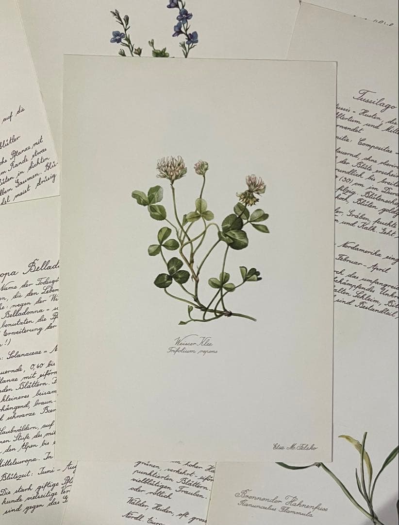 No.437ドイツ ヴィンテージ 紙もの ボタニカルアート 植物図鑑 水彩画