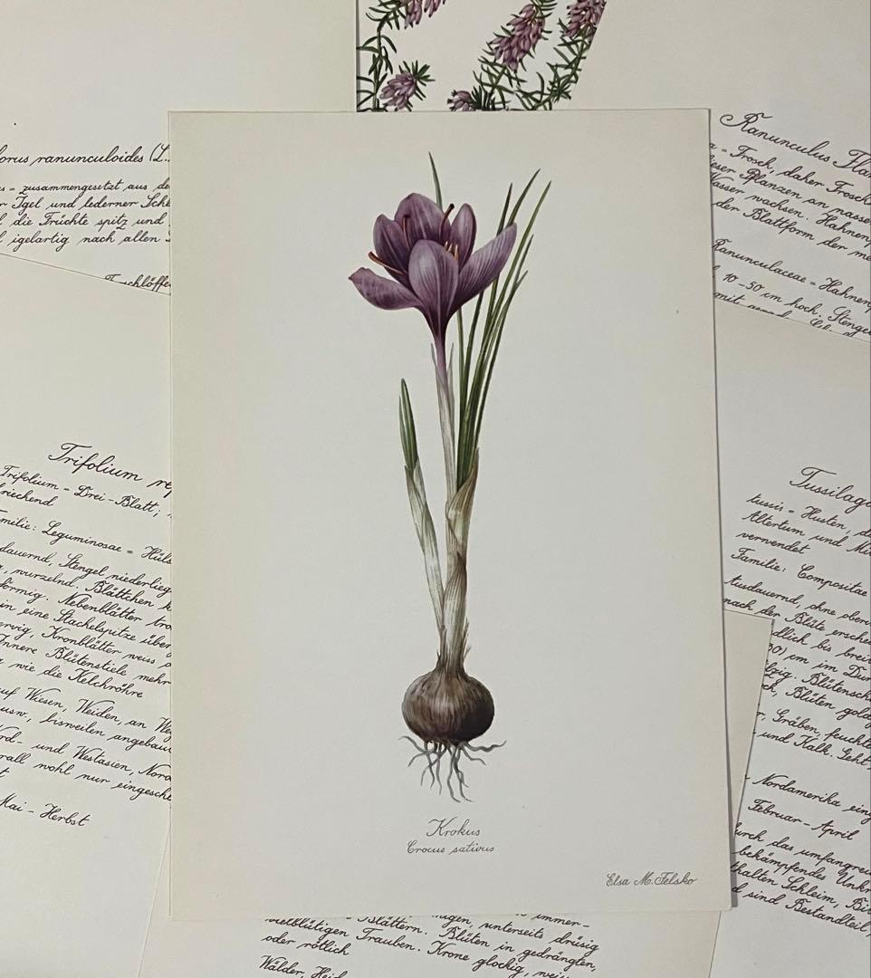 No.437ドイツ ヴィンテージ 紙もの ボタニカルアート 植物図鑑 水彩画