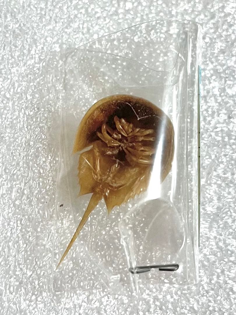 カブトガニ標本　美品