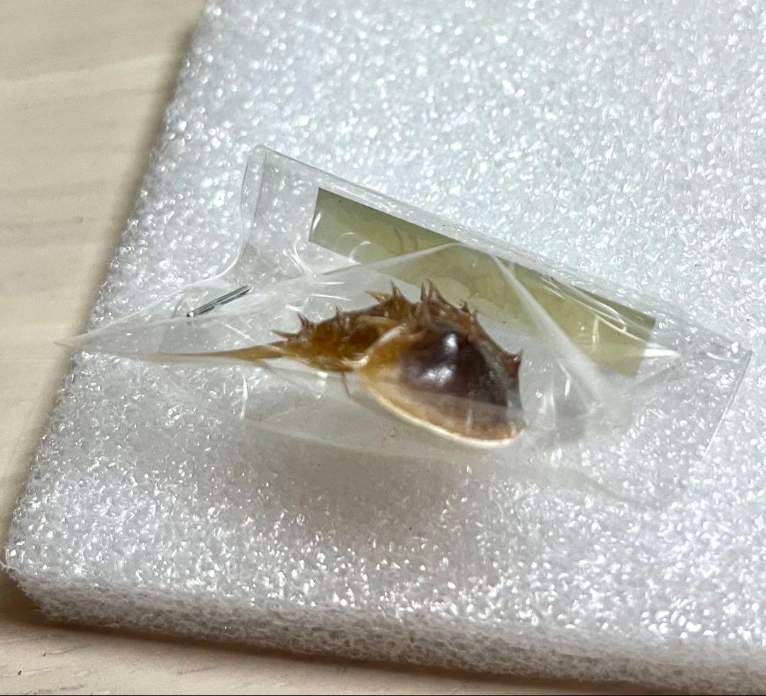 カブトガニ標本　美品