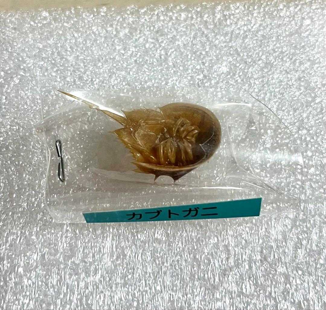 カブトガニ標本　美品