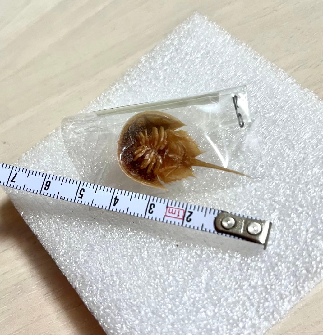 カブトガニ標本　美品