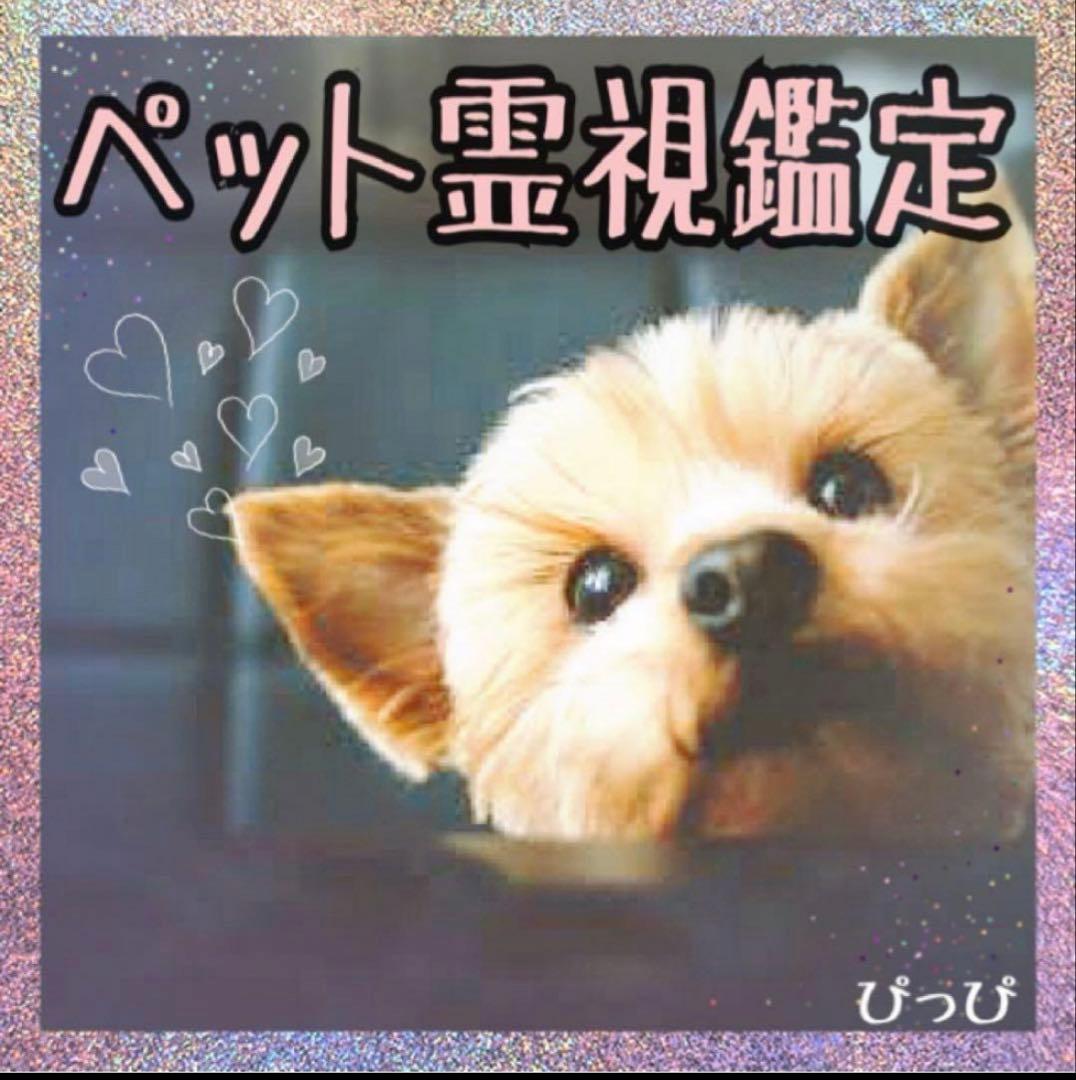ペット霊視鑑定 鑑定書＋オーダーメイド骨壺ネックレス