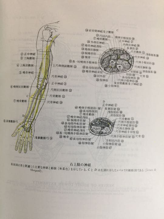 ドーランド図説医学大辞典 医学 辞典 ドーランド 図説