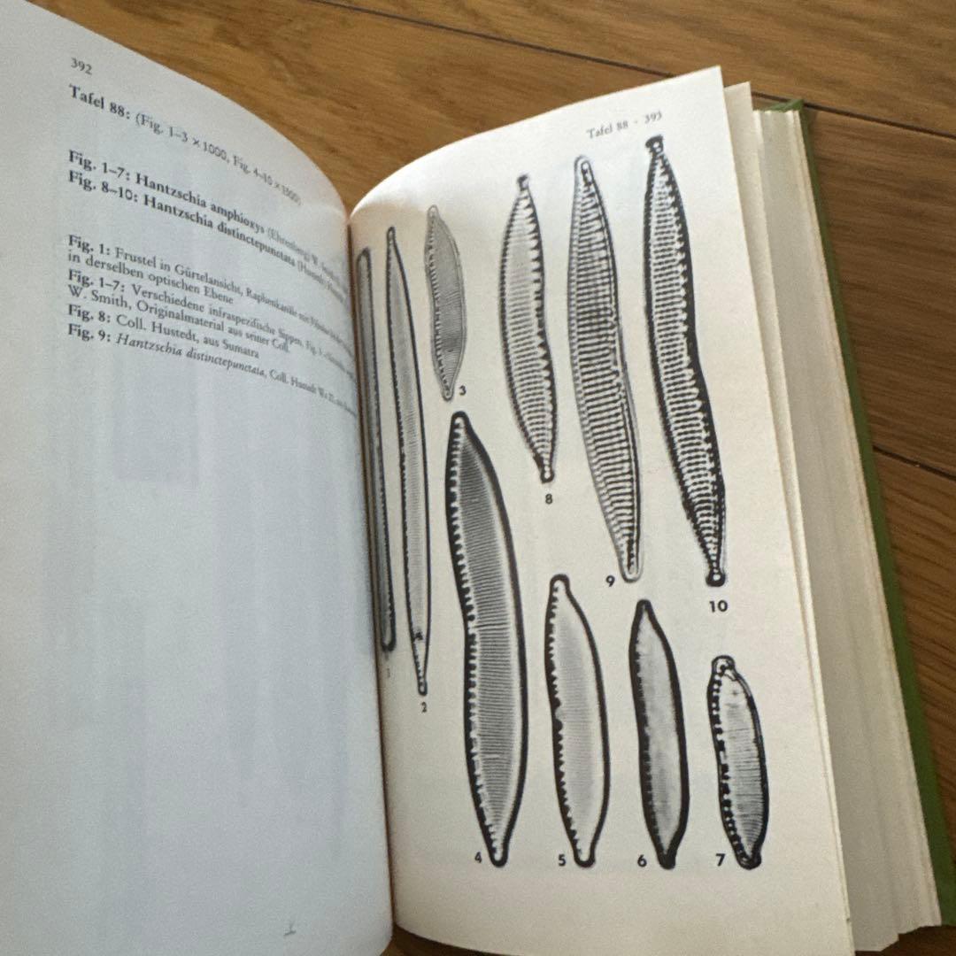 Süßwasserflora von Mitteleuropa 2/2