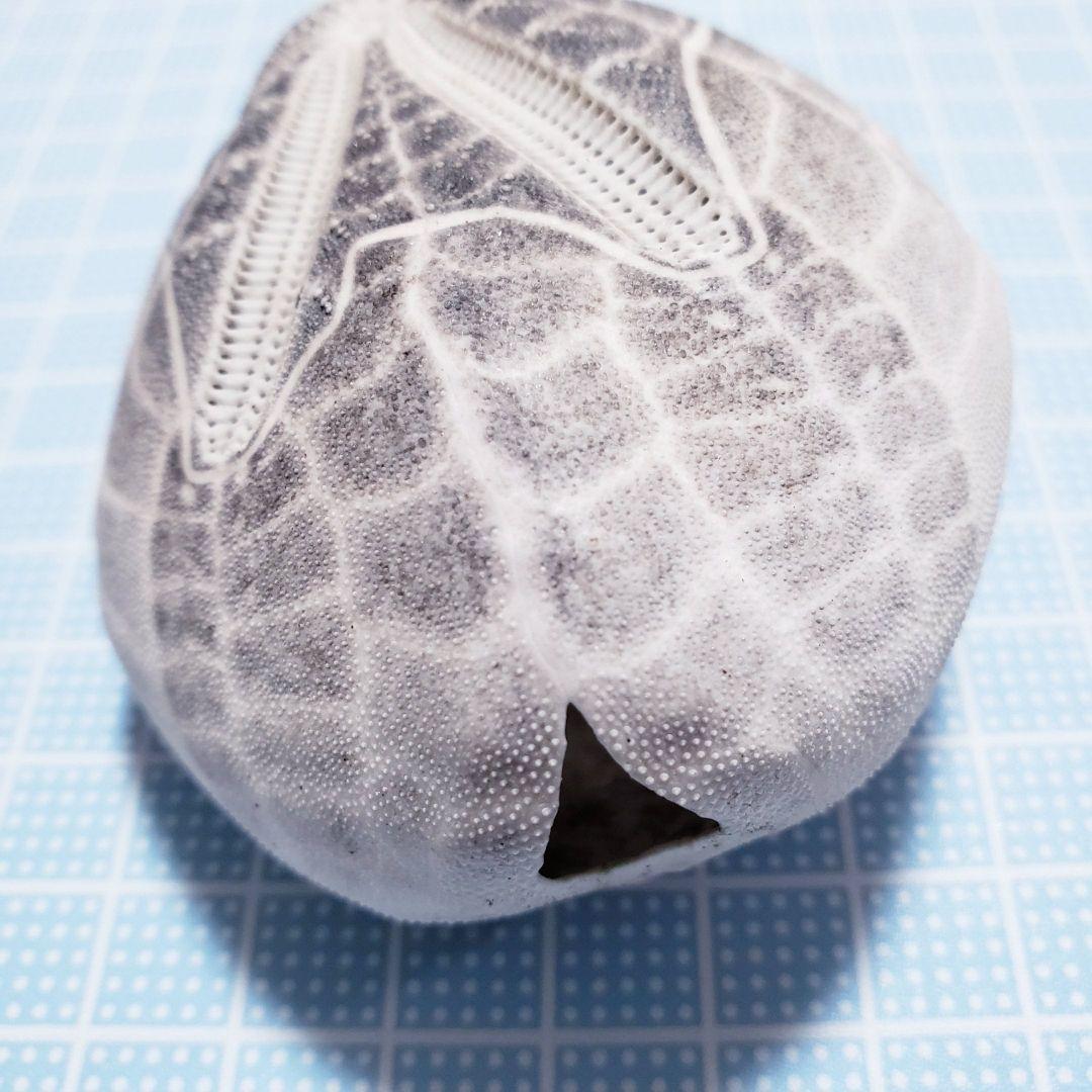 ブラックな　ブンブク　ウニ殻