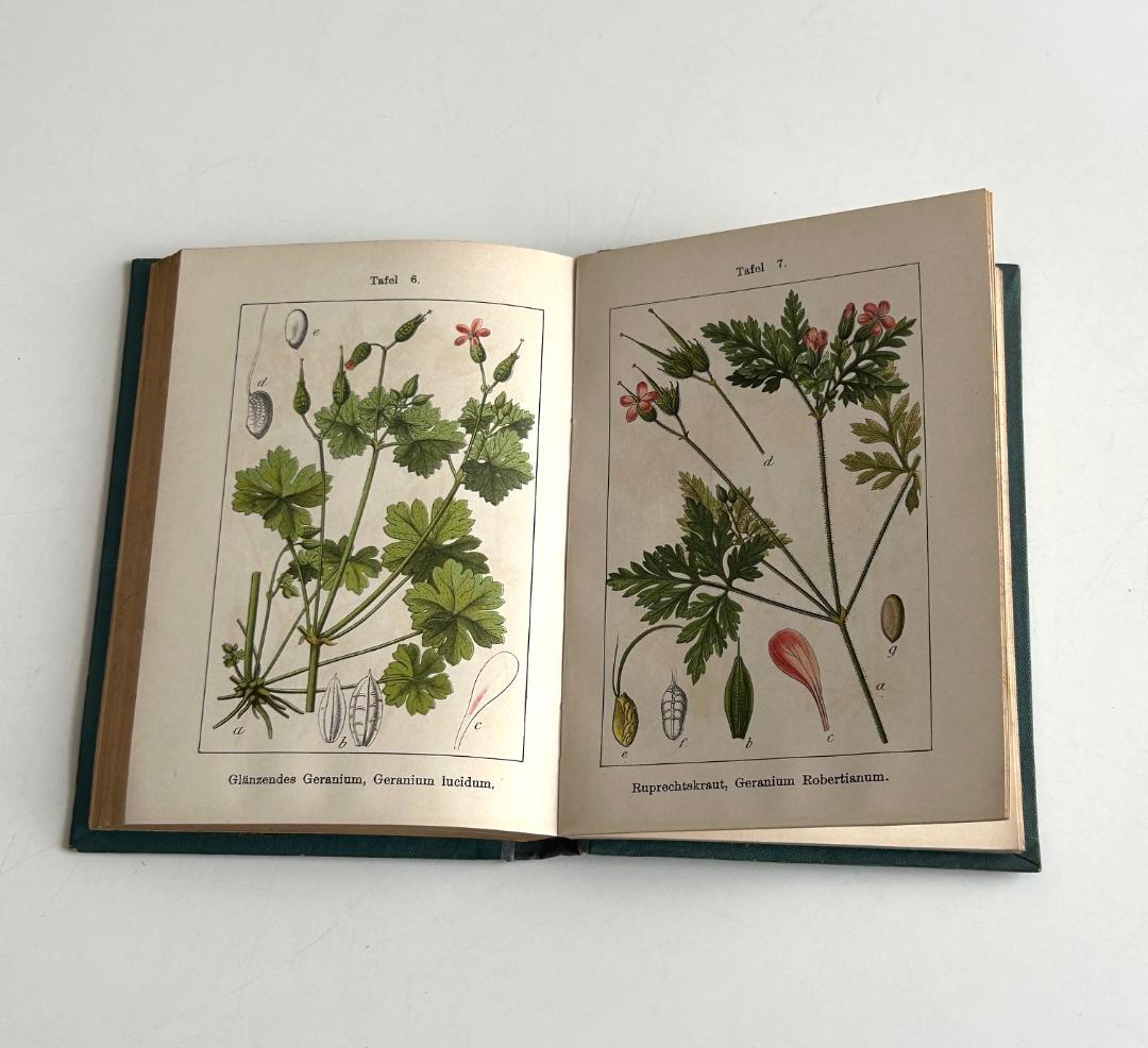 １９０２年　石版印刷　ボタニカル　植物解剖図　植物図鑑　アンティーク