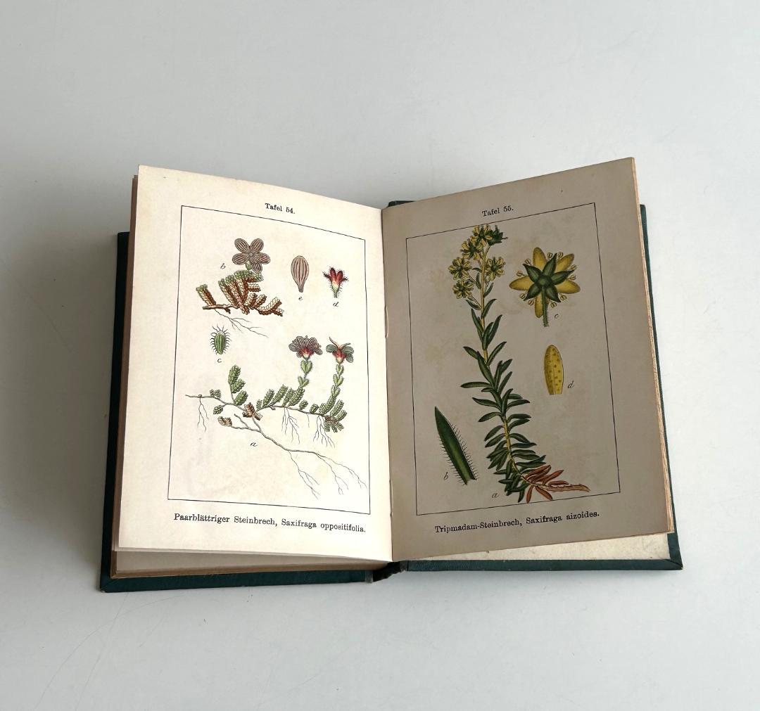 １９０２年　石版印刷　ボタニカル　植物解剖図　植物図鑑　アンティーク