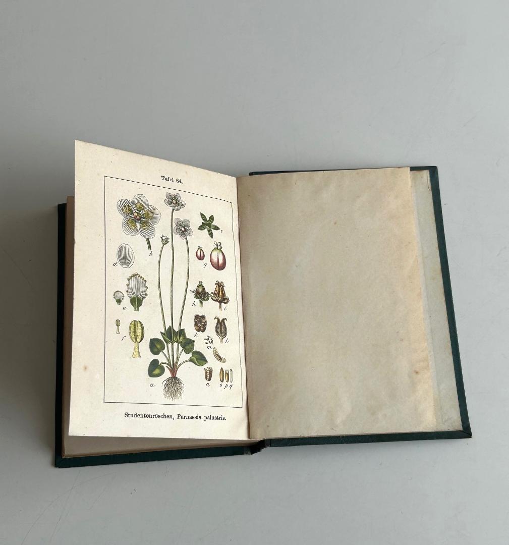 １９０２年　石版印刷　ボタニカル　植物解剖図　植物図鑑　アンティーク