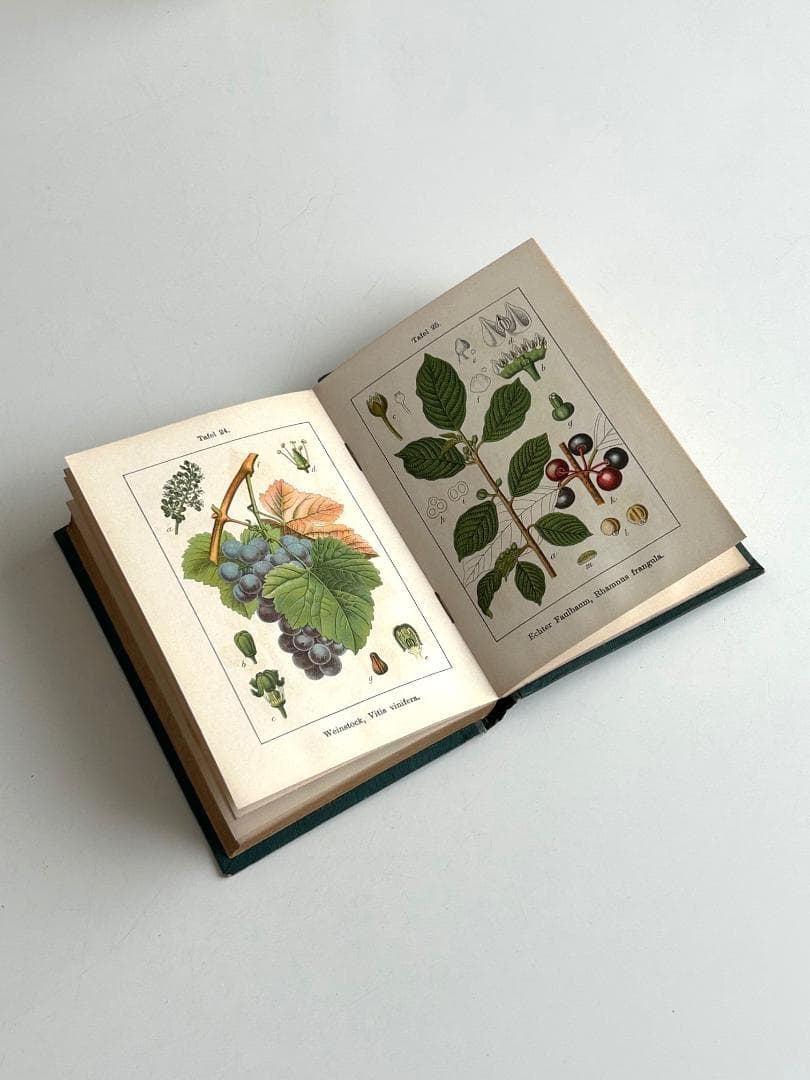 １９０２年　石版印刷　ボタニカル　植物解剖図　植物図鑑　アンティーク