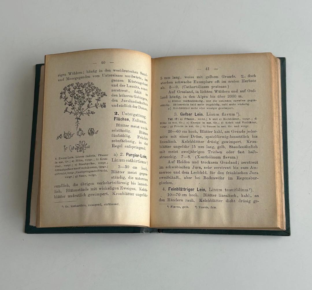 １９０２年　石版印刷　ボタニカル　植物解剖図　植物図鑑　アンティーク