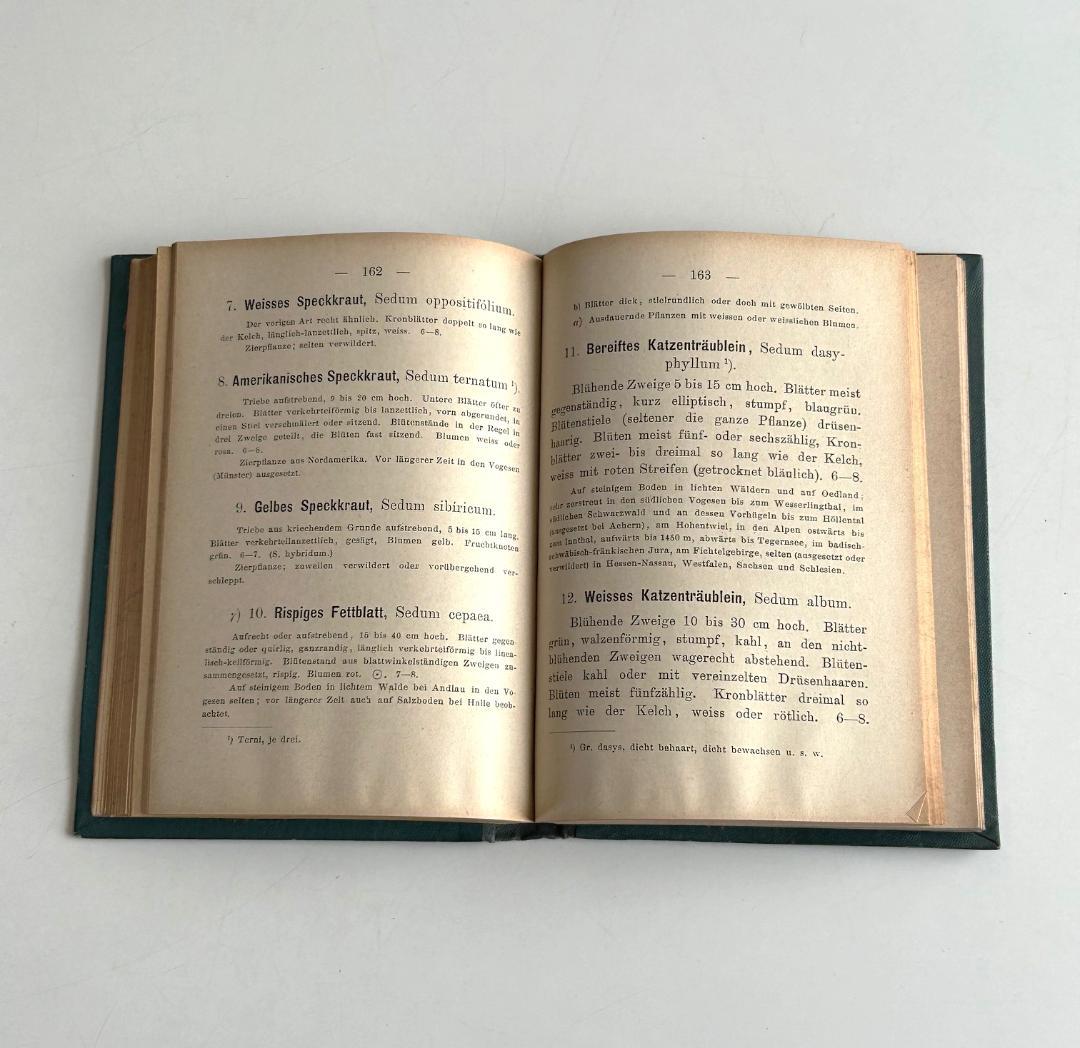１９０２年　石版印刷　ボタニカル　植物解剖図　植物図鑑　アンティーク