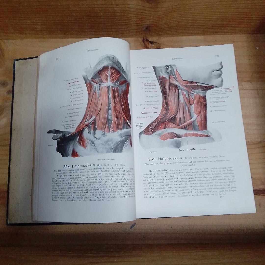 1920年 ドイツ語解剖学書 人体図譜 アンティーク医学書