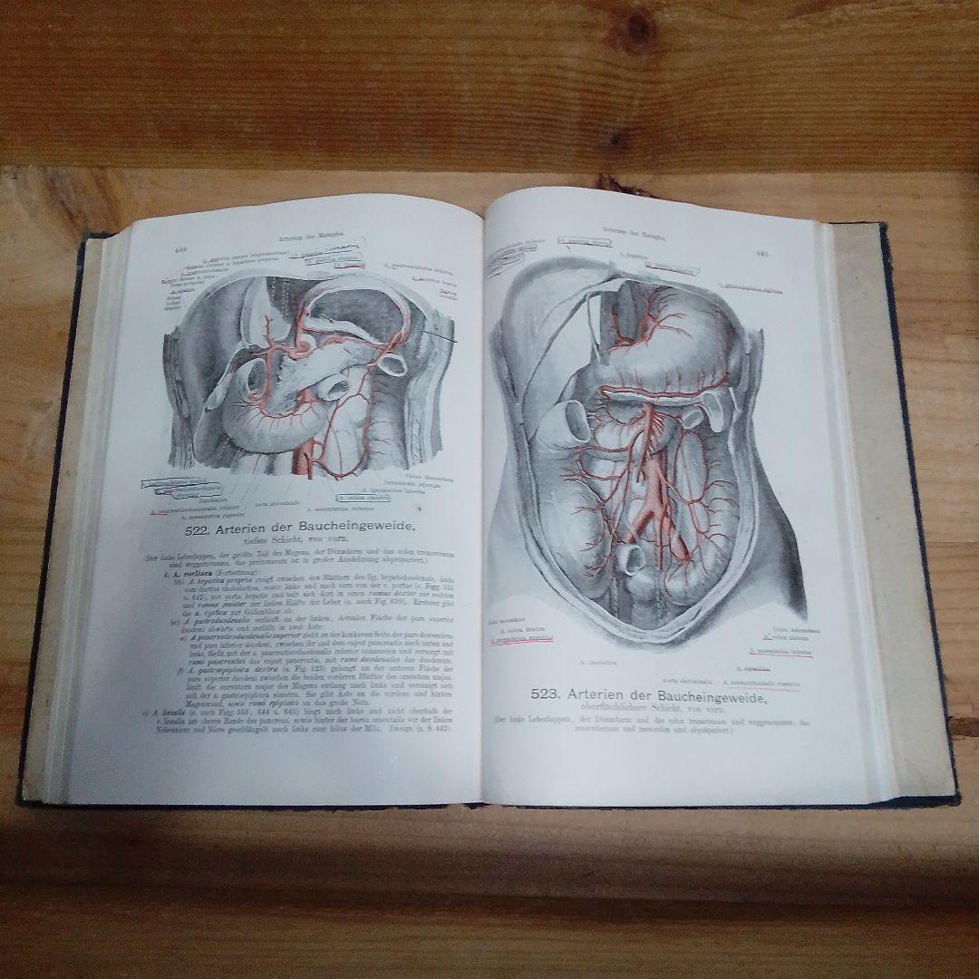 1920年 ドイツ語解剖学書 人体図譜 アンティーク医学書