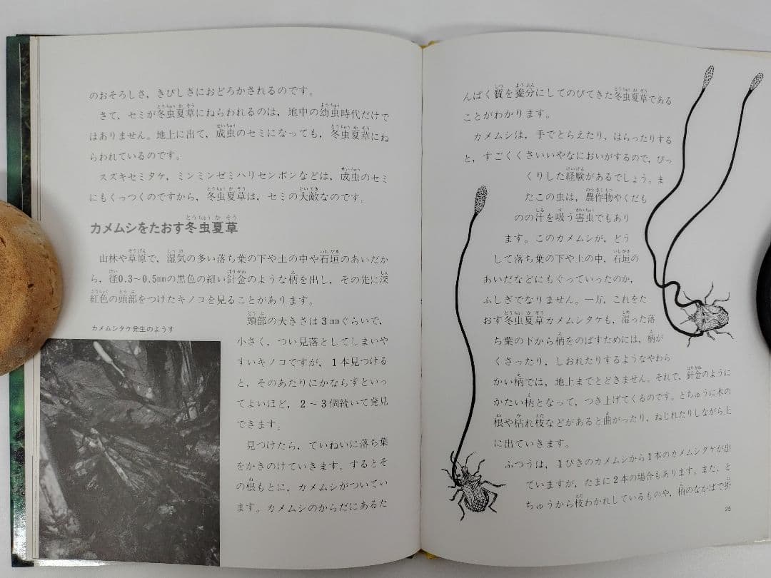 『虫をたおすキノコ』吉見昭一 著 子ども科学図書館 ムシに生えたきのこ 冬虫夏草