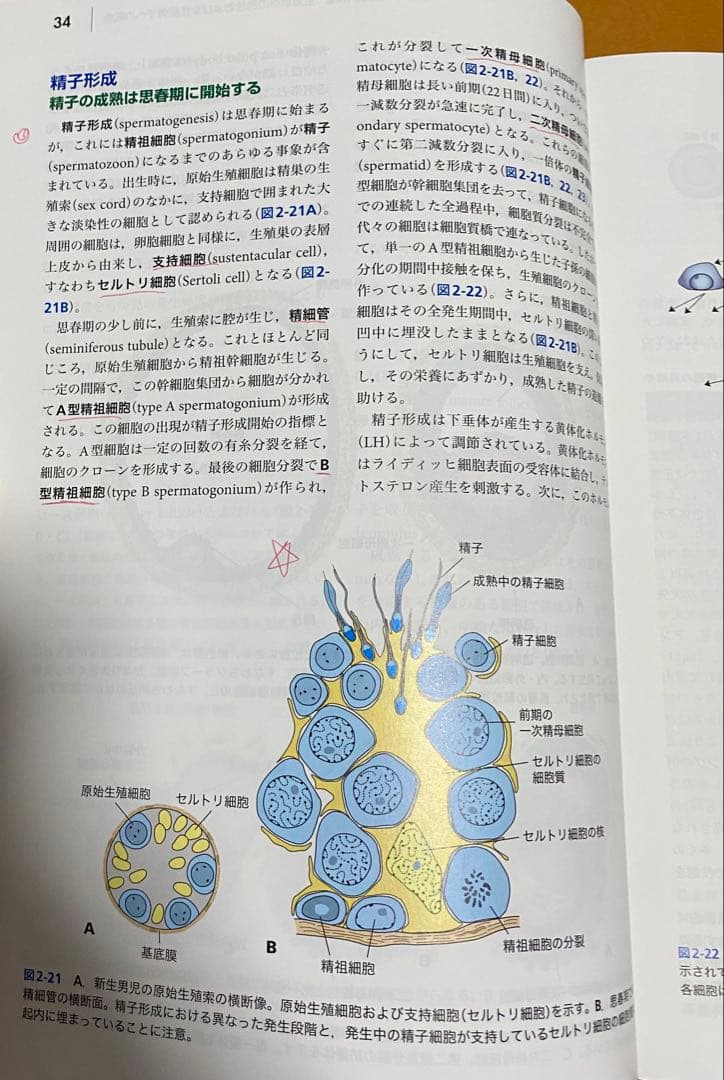 ラングマン人体発生学　第12版 原書第15版