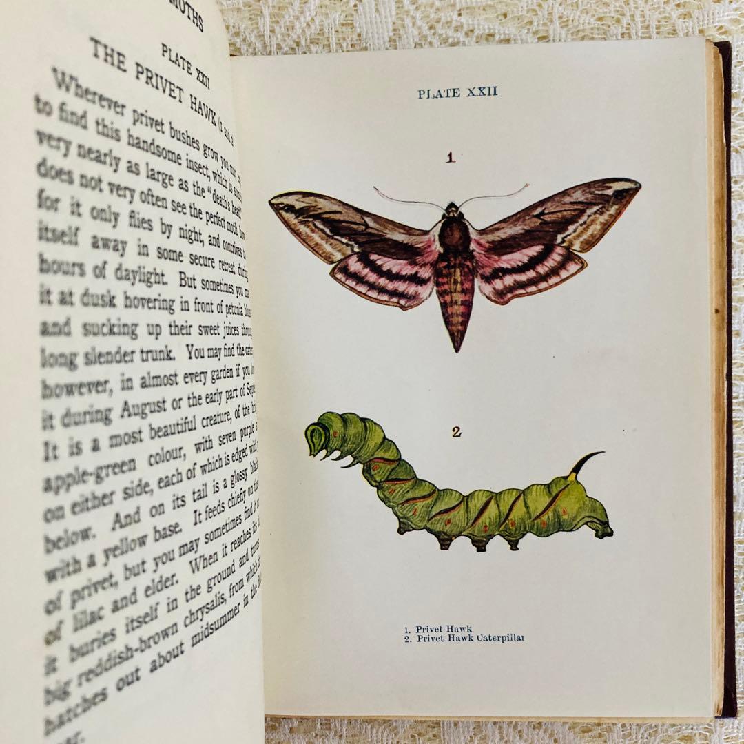 洋書　古書　イギリスの蝶と蛾の図鑑　優雅なカラー図版と趣のある美しい装丁♡