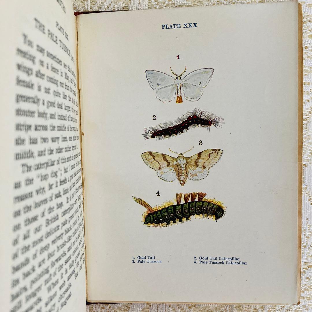 洋書　古書　イギリスの蝶と蛾の図鑑　優雅なカラー図版と趣のある美しい装丁♡