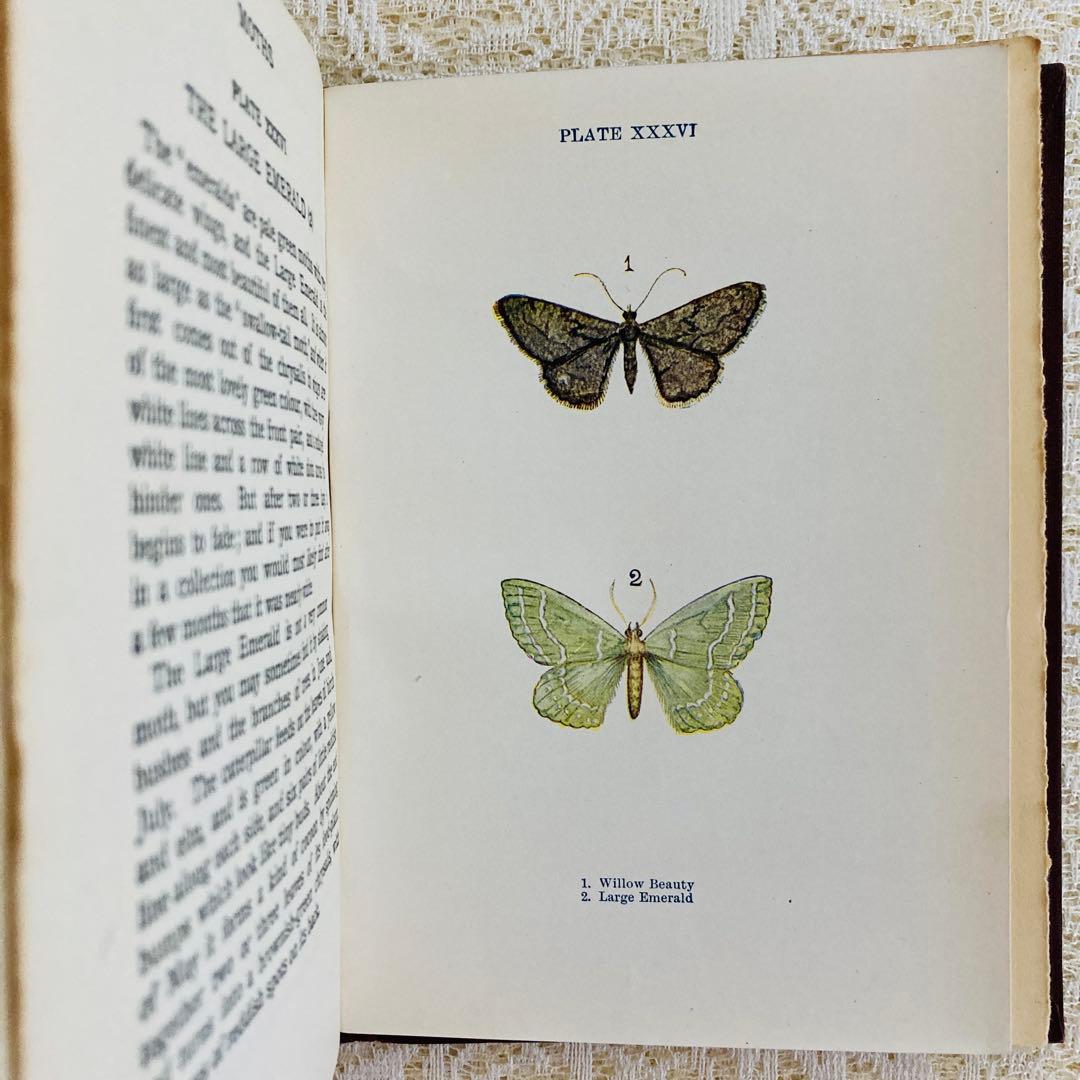 洋書　古書　イギリスの蝶と蛾の図鑑　優雅なカラー図版と趣のある美しい装丁♡