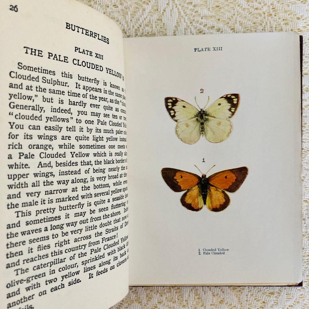 洋書　古書　イギリスの蝶と蛾の図鑑　優雅なカラー図版と趣のある美しい装丁♡