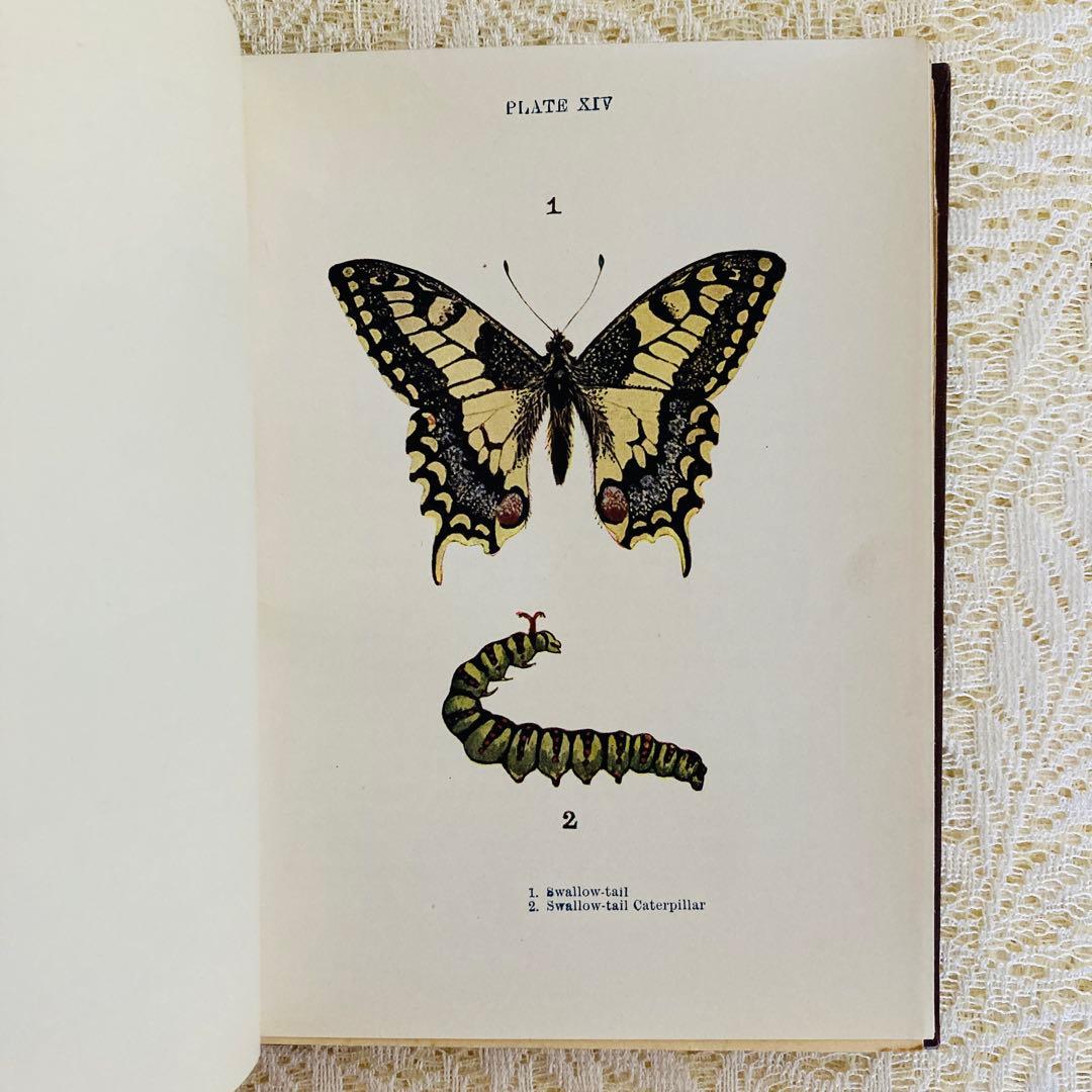 洋書　古書　イギリスの蝶と蛾の図鑑　優雅なカラー図版と趣のある美しい装丁♡