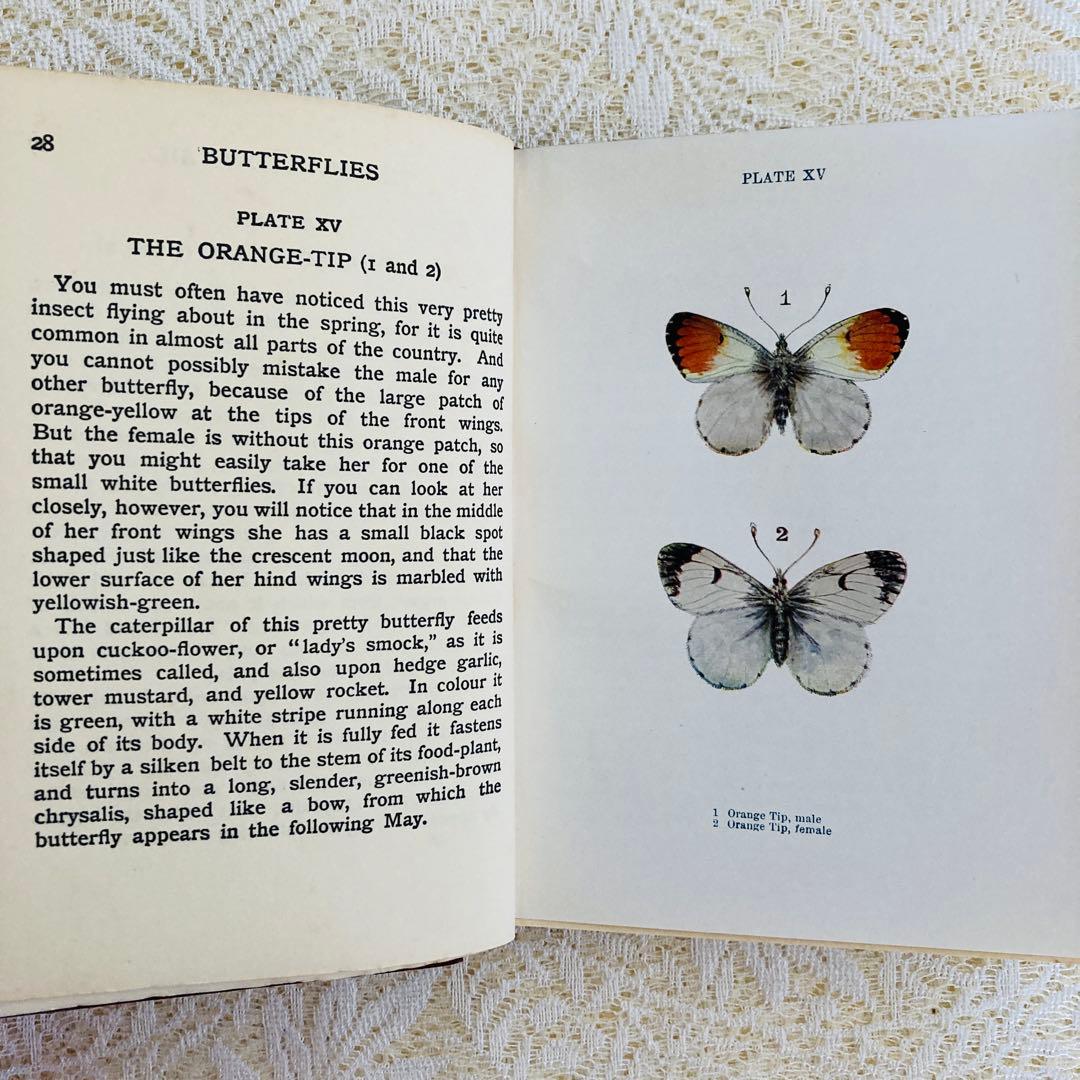 洋書　古書　イギリスの蝶と蛾の図鑑　優雅なカラー図版と趣のある美しい装丁♡