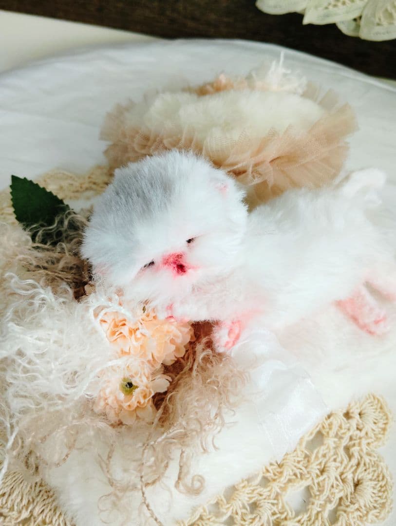 生まれたて♡生後２日子猫ちゃん♡エキゾベビー♡お布団セット♡アートドール♡
