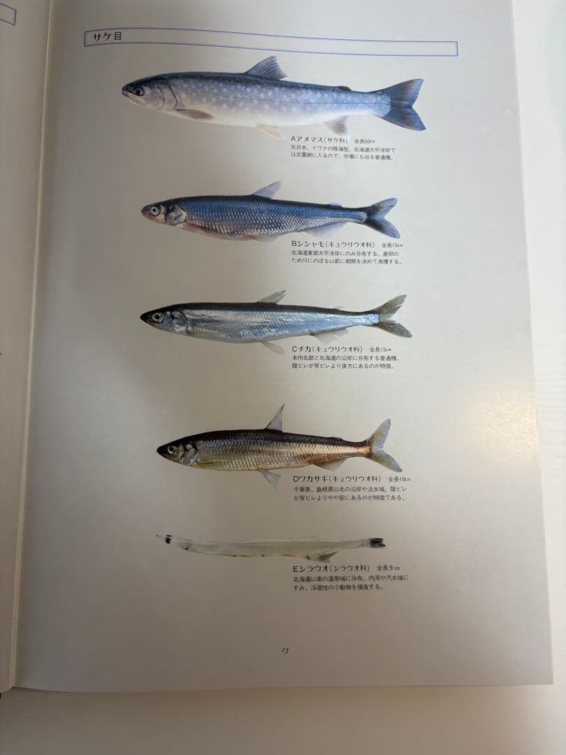 魚譜 日本料理成分付精選 大図鑑