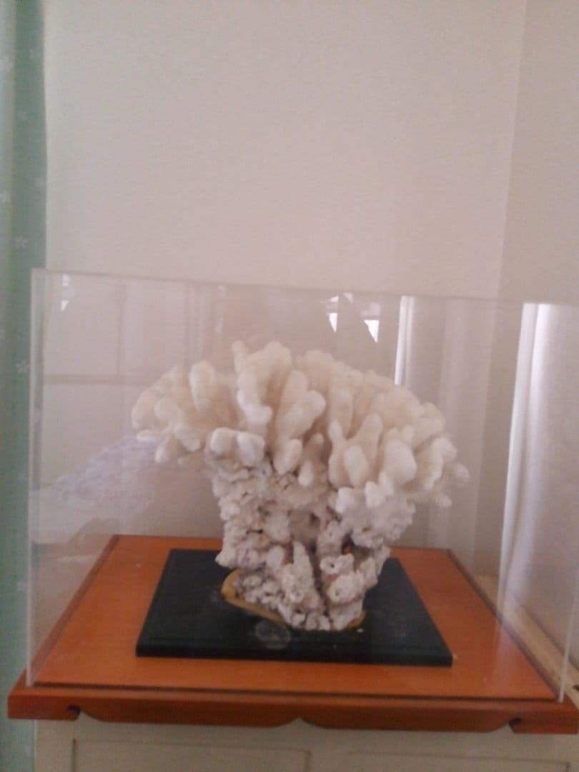 透明アクリルケース (44x45x60cm)