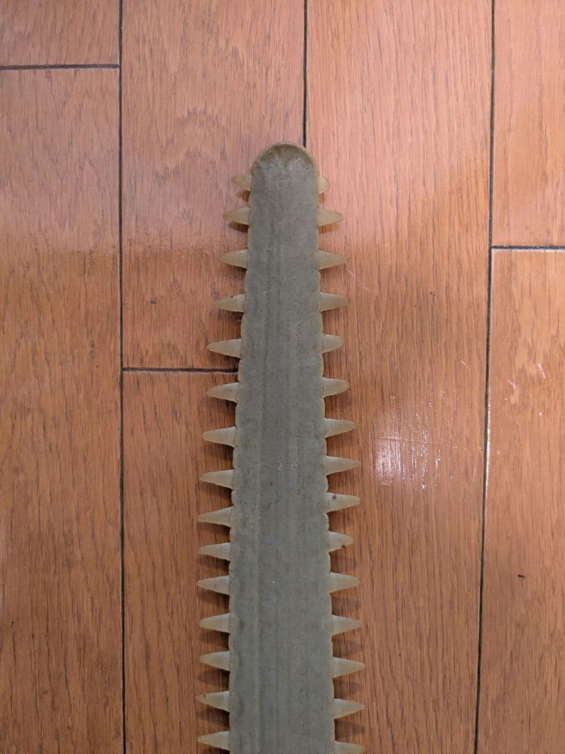 ノコギリエイの吻　約58㎝