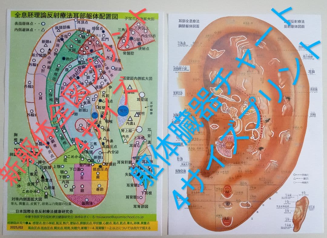 Bc:耳つぼ学ぶ：耳臨床54例集+臓器/躯体ラミネート+解説冊子/プリントset