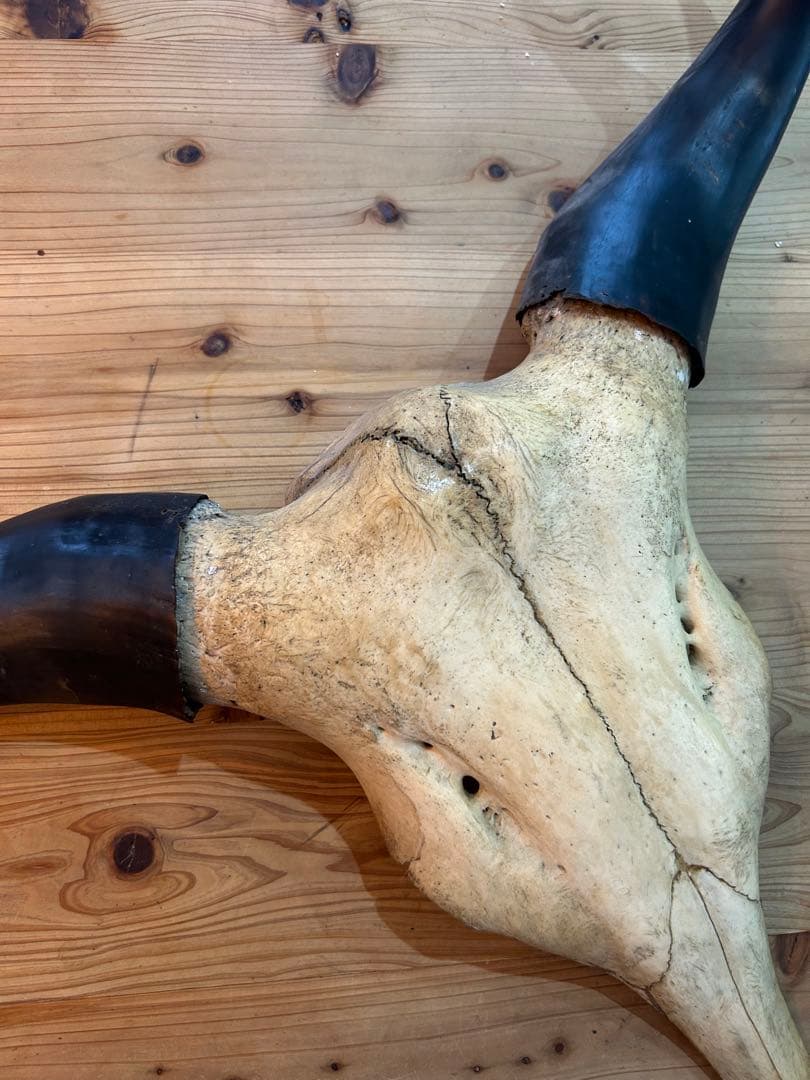 牛の頭部装飾品 骨製
