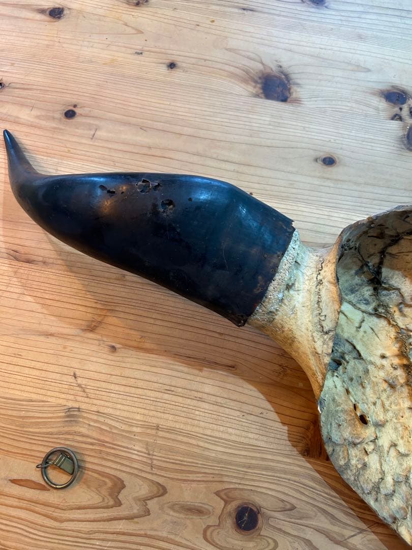 牛の頭部装飾品 骨製