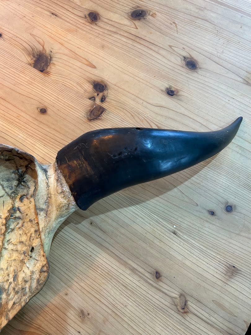 牛の頭部装飾品 骨製
