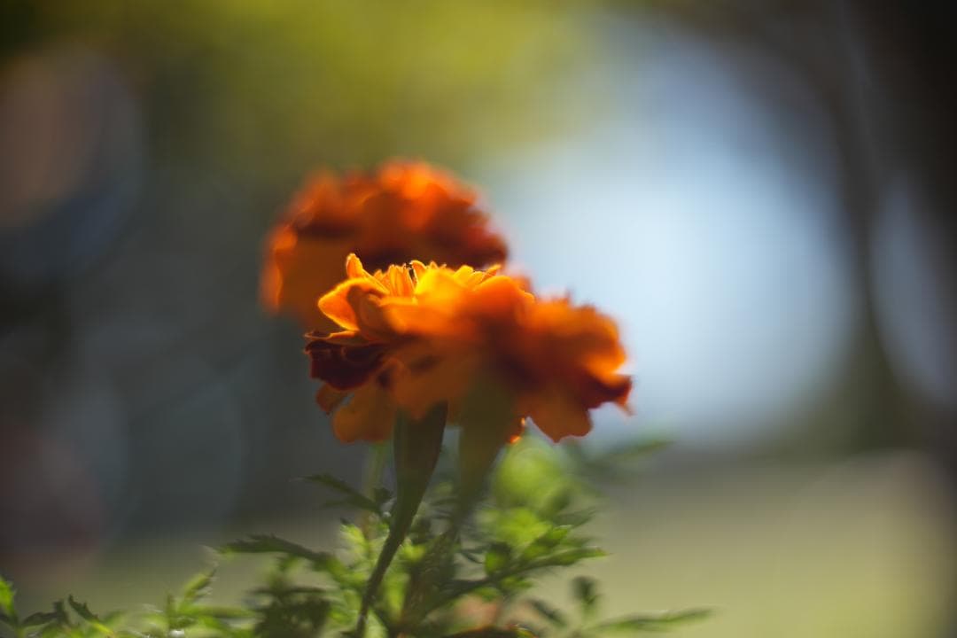 namiclub ◇ KMZ PO-2-2M 75mm f2 ライカM改