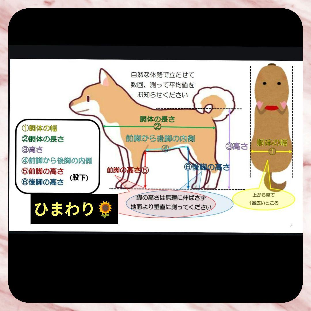 トラ吉　トイプー4輪　リハビリ　食事補助　犬用車椅子　介護用　犬の歩行器