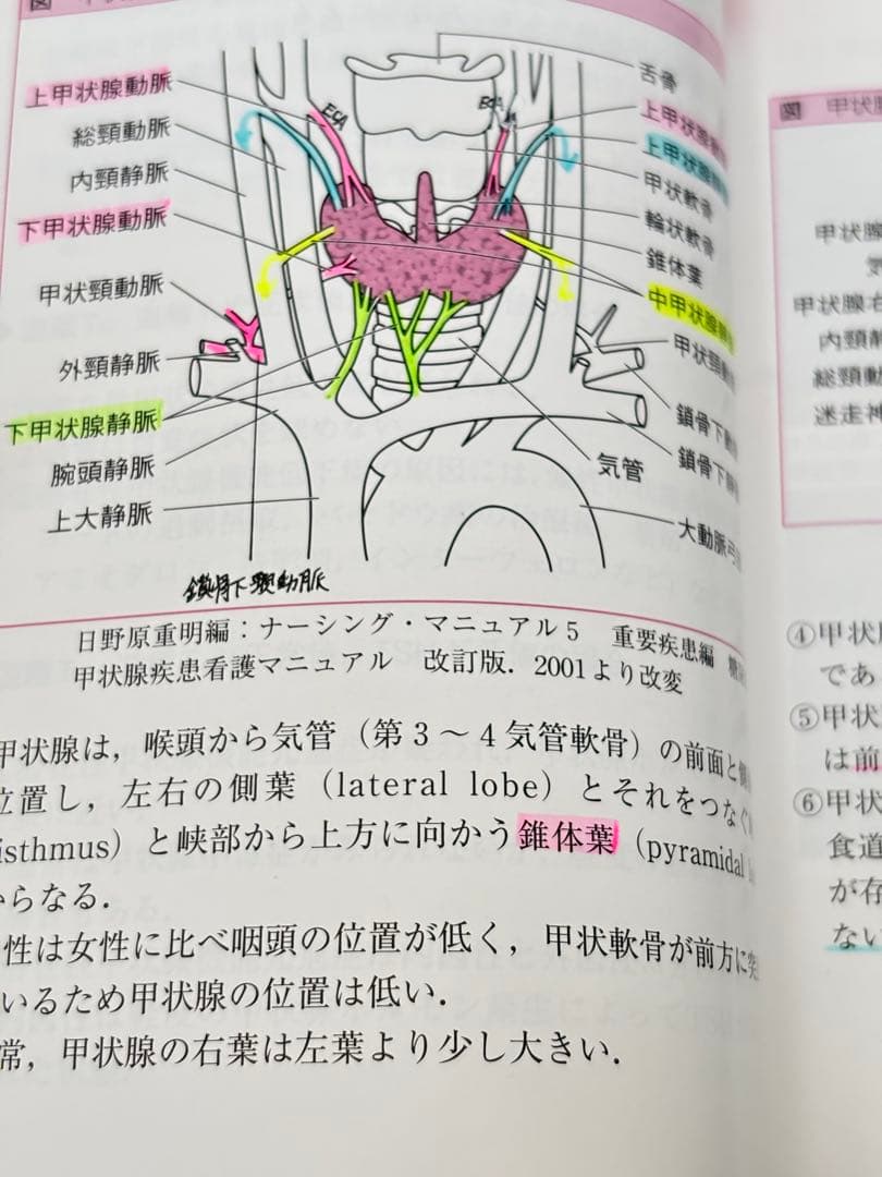 甲状腺・唾液腺アトラス　コンパクト超音波αシリーズ　ベクトル・コア　絶版