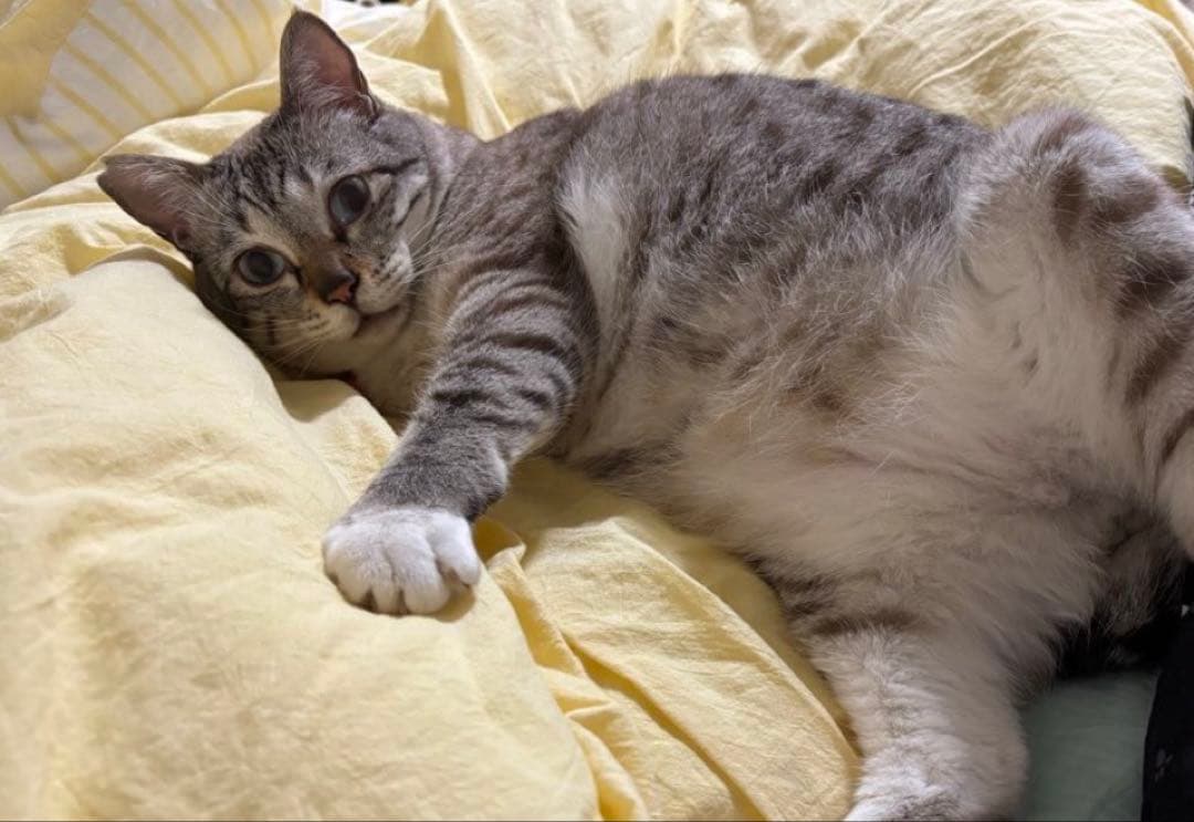 ミナペルホネン ハンドメイド ⭐猫 (*ΦωΦ) リノ　スペシャル　b10