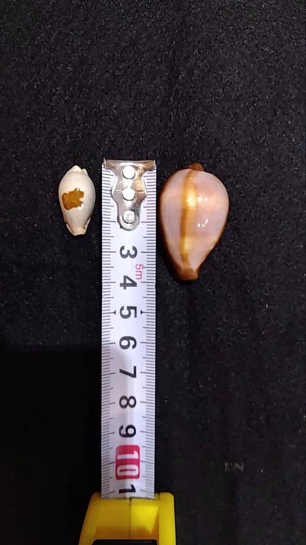 K*e様 クロユリダカラ　6.5cm　オマケ付き　レア