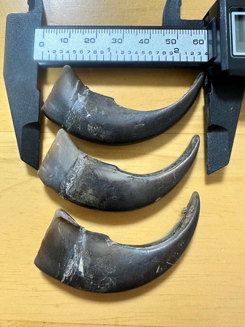 KITUNEAME 熊の爪 熊爪 熊手の爪 3本＆交換分2本