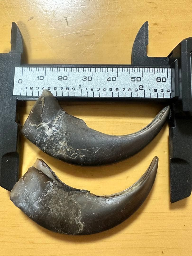 KITUNEAME 熊の爪 熊爪 熊手の爪 3本＆交換分2本